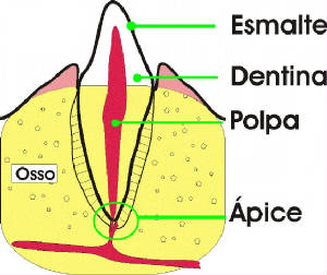 endoanat.jpg
